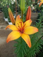 [4016 Graffe No02.JPG]